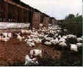 chicken-field-small.JPG (3172 バイト)