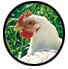 chick_head.jpg (2830 バイト)